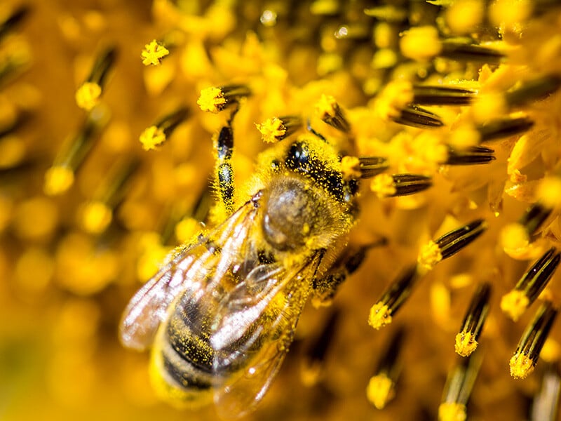 Insect Allergies
