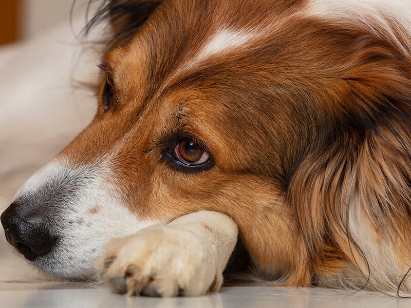 Pet Allergies