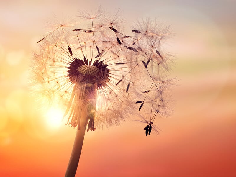 Seasonal Allergies