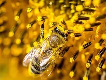 honey-bee-1