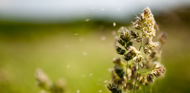 Pollen Count Banners (5)